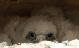 Unsere Nachbarn, Familie Turmfalke!