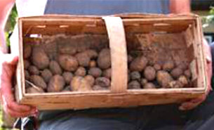 Dreister Kartoffelklau bei der Tafel Magdeburg