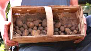 Dreister Kartoffelklau in Tafel Magdeburg